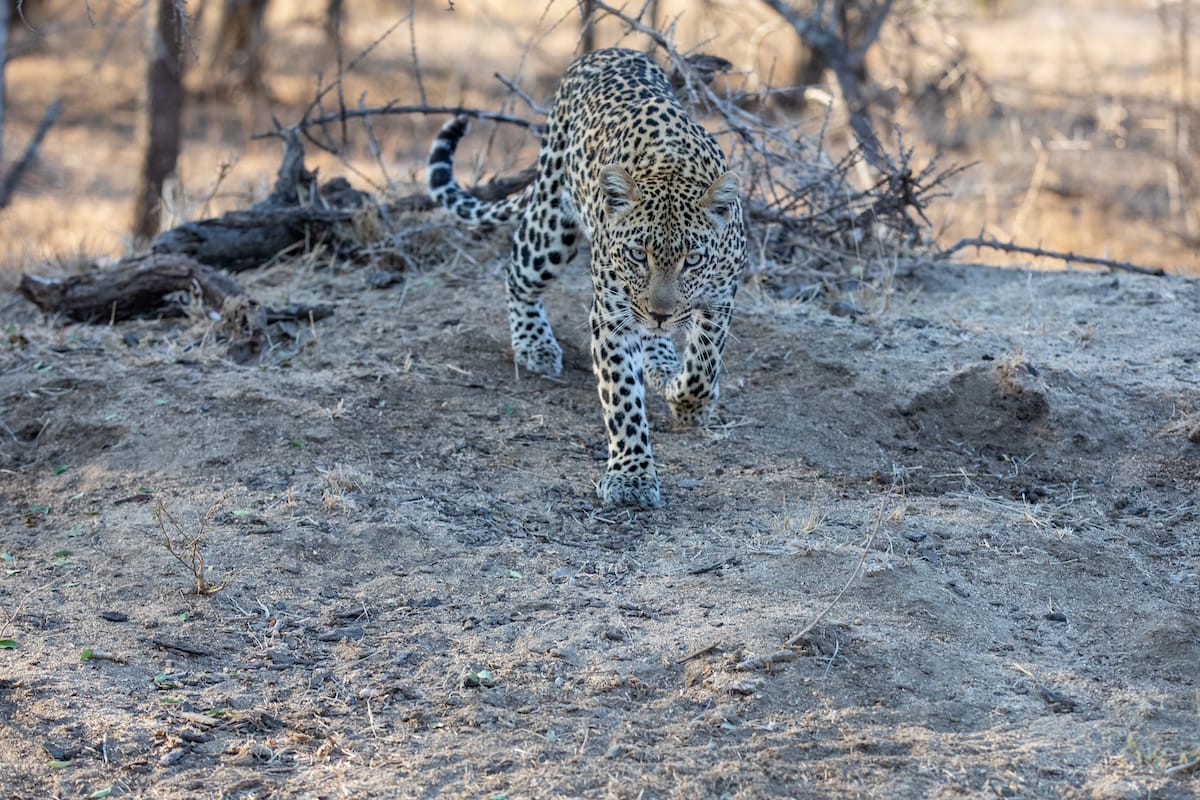 SOUTH AFRICA — Paul Brower