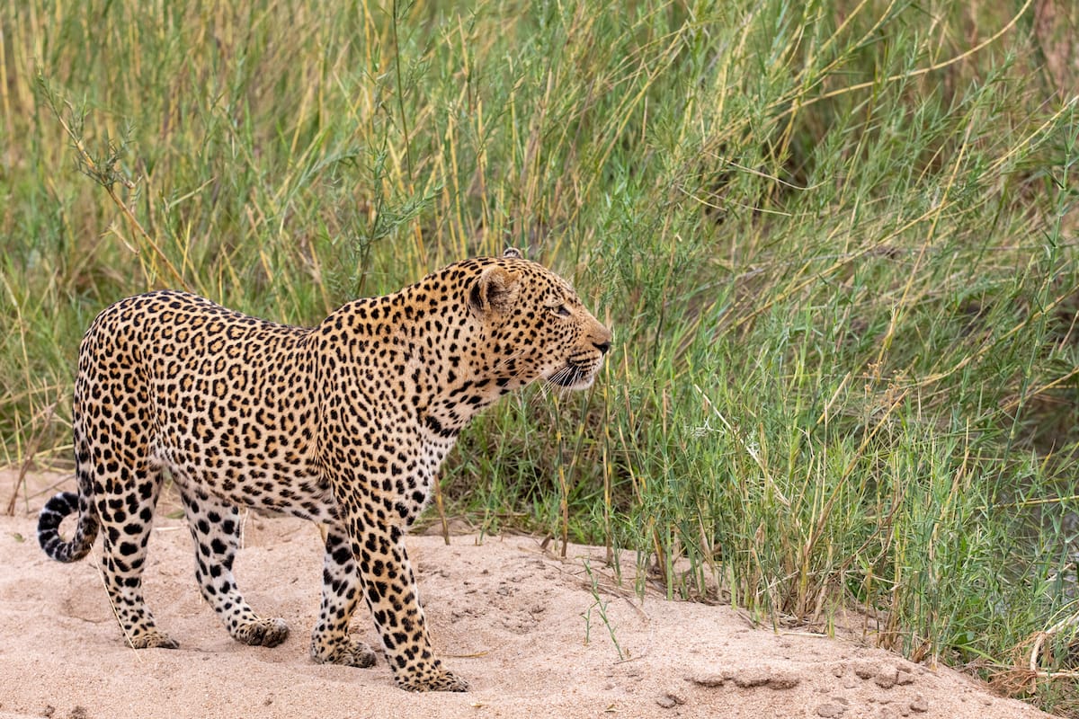SOUTH AFRICA — Paul Brower