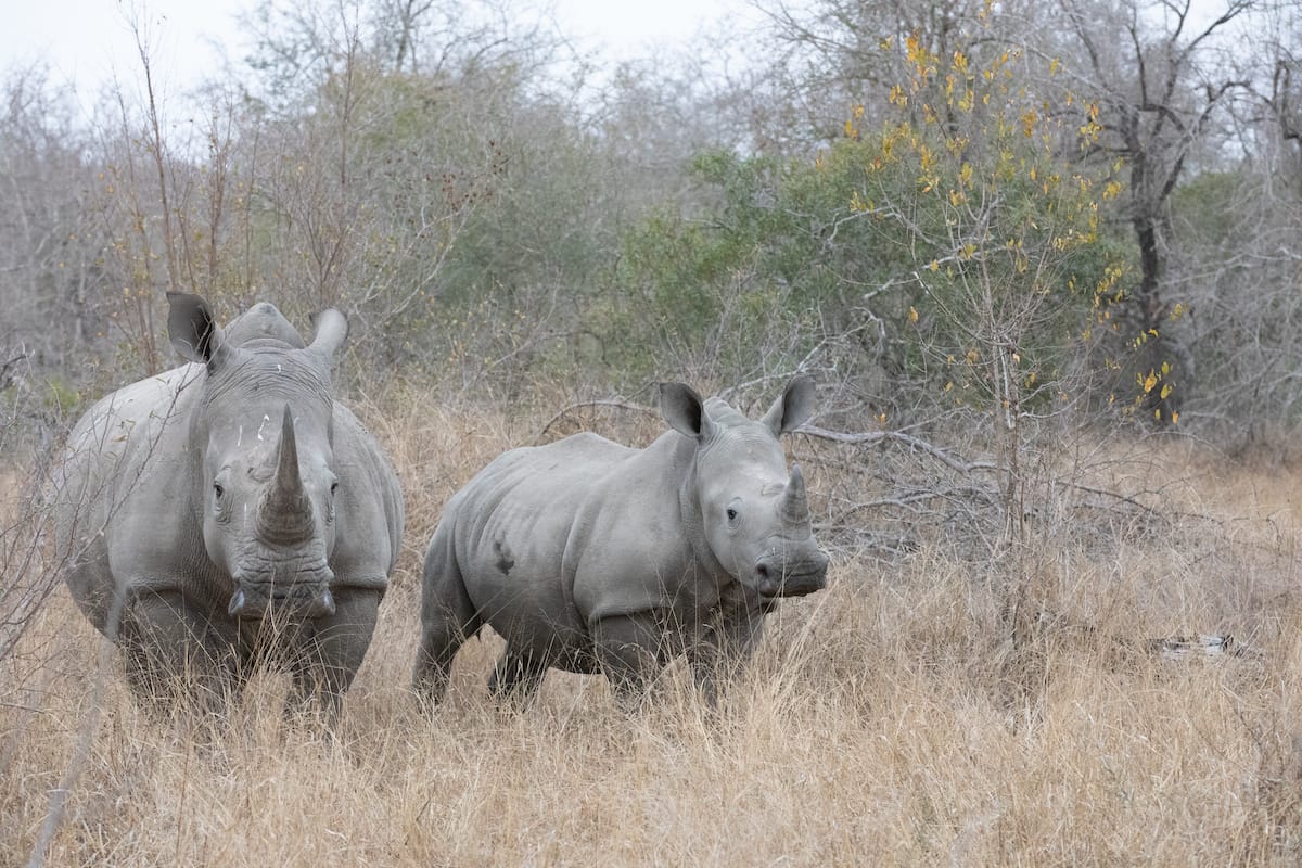 SOUTH AFRICA — Paul Brower