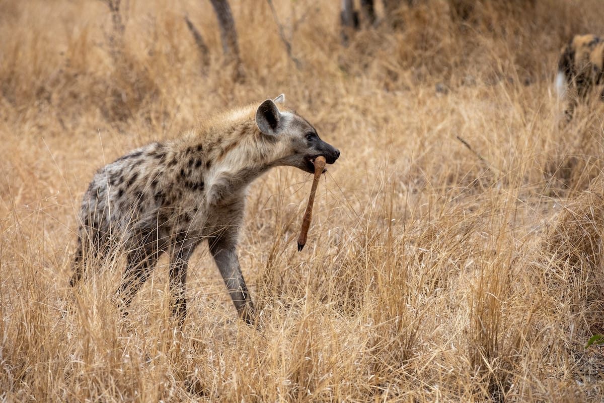 SOUTH AFRICA — Paul Brower