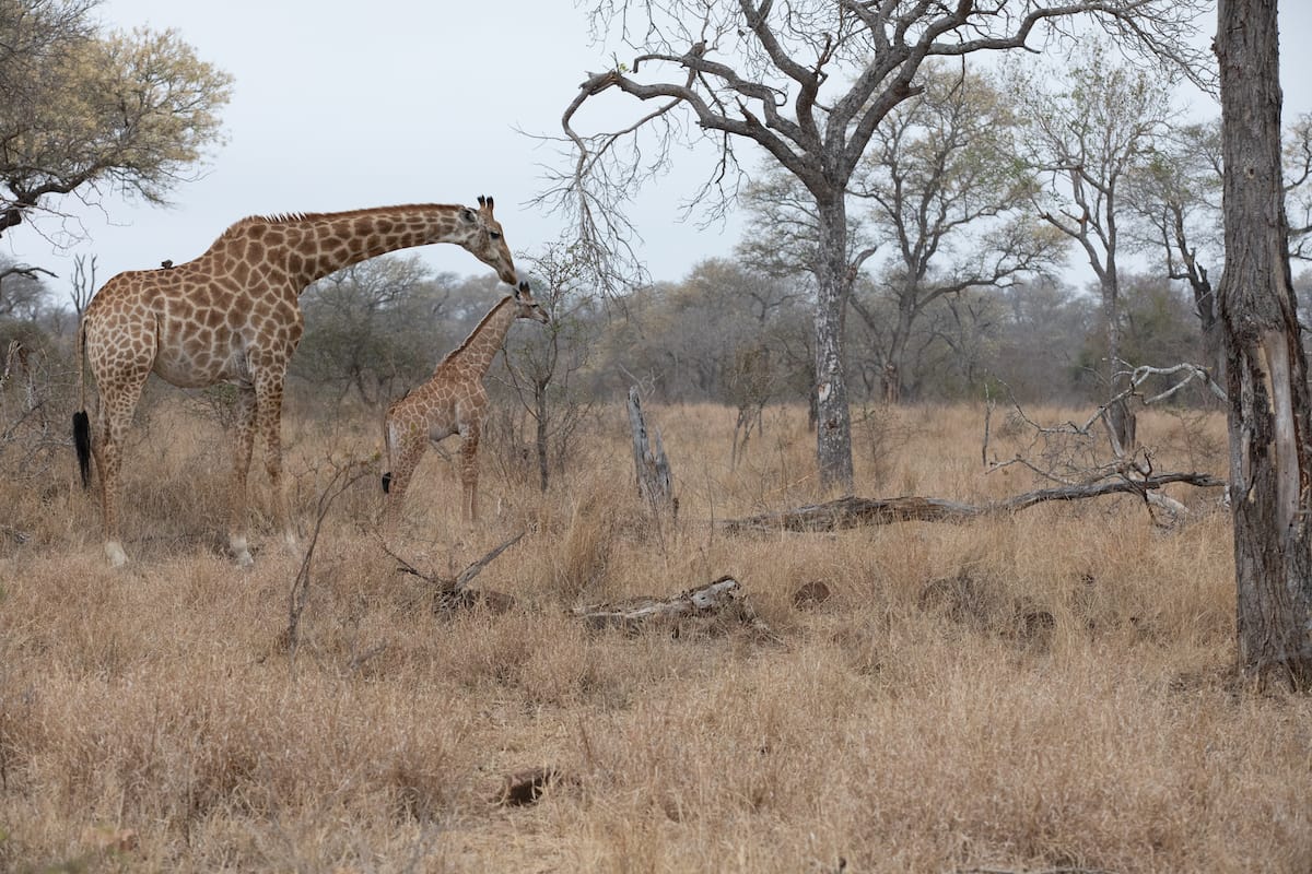 SOUTH AFRICA — Paul Brower
