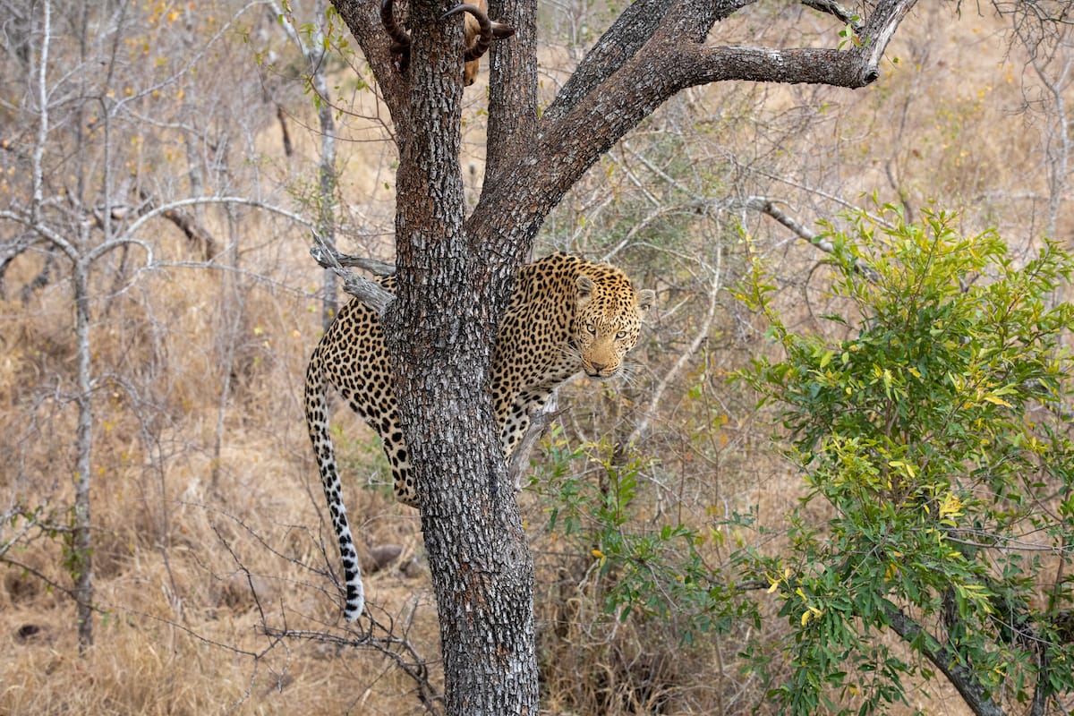 SOUTH AFRICA — Paul Brower