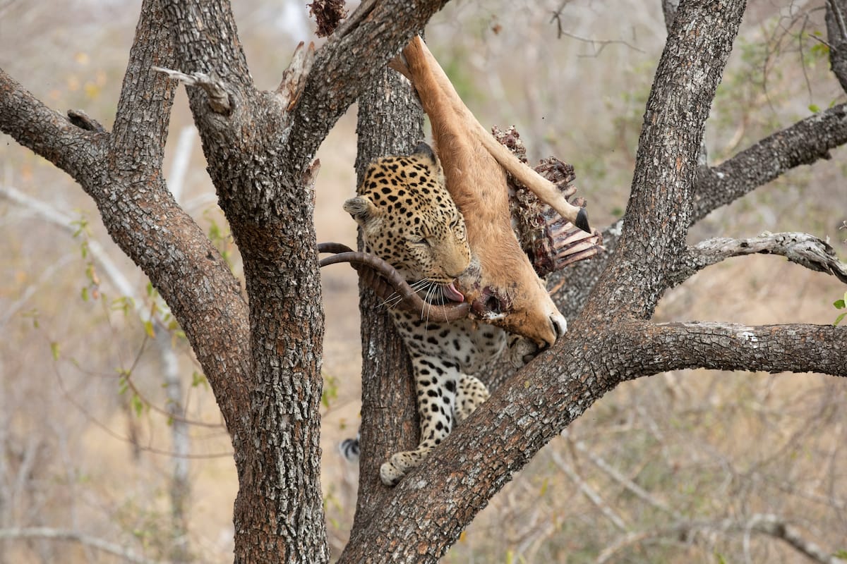 SOUTH AFRICA — Paul Brower