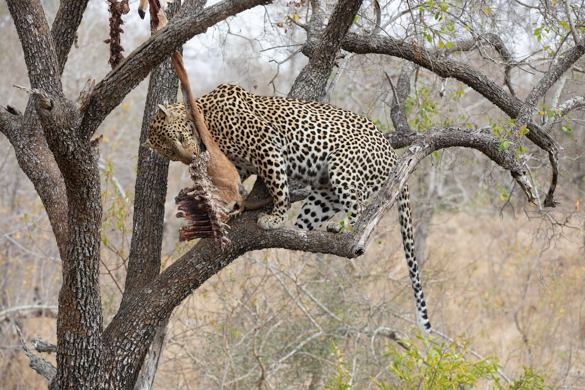 SOUTH AFRICA — Paul Brower