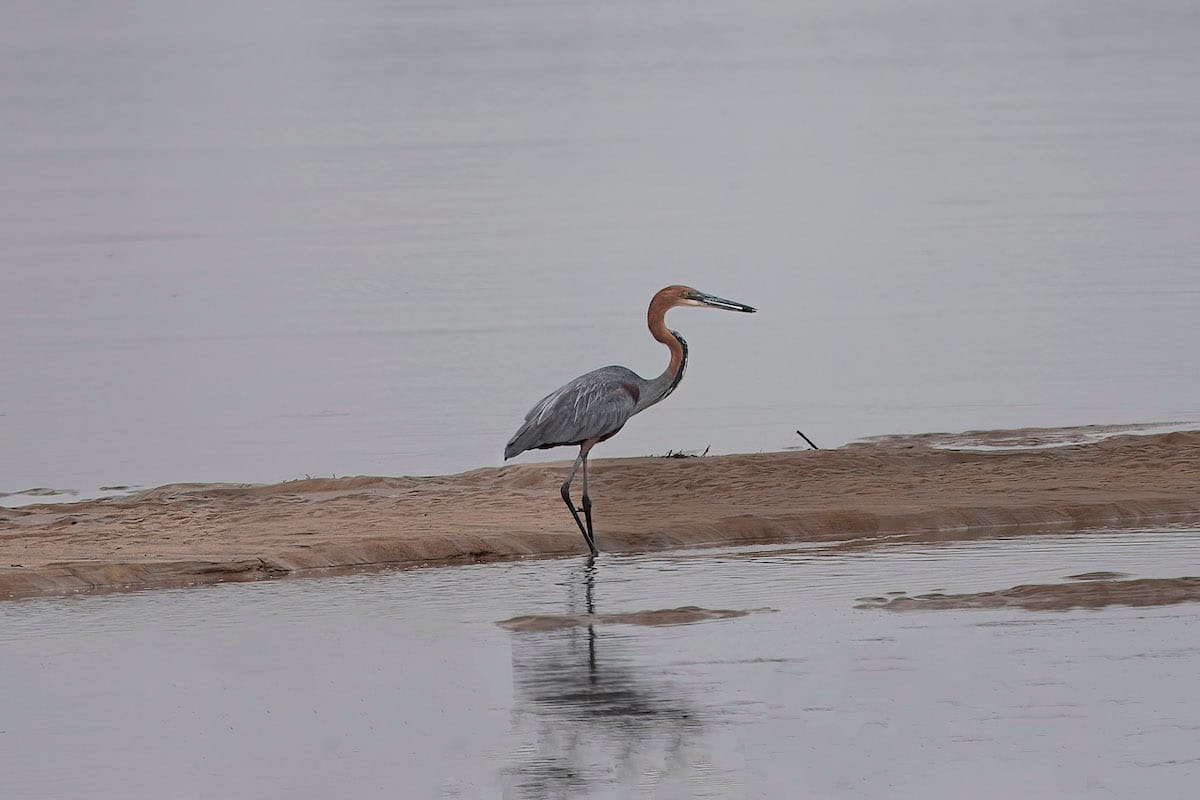 ZAMBIA — Paul Brower