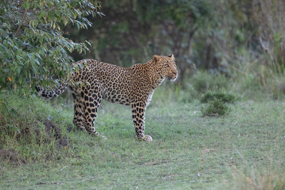 KENYA — Paul Brower