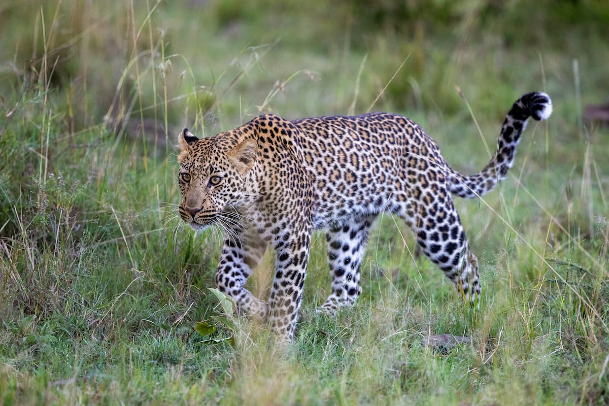 KENYA — Paul Brower