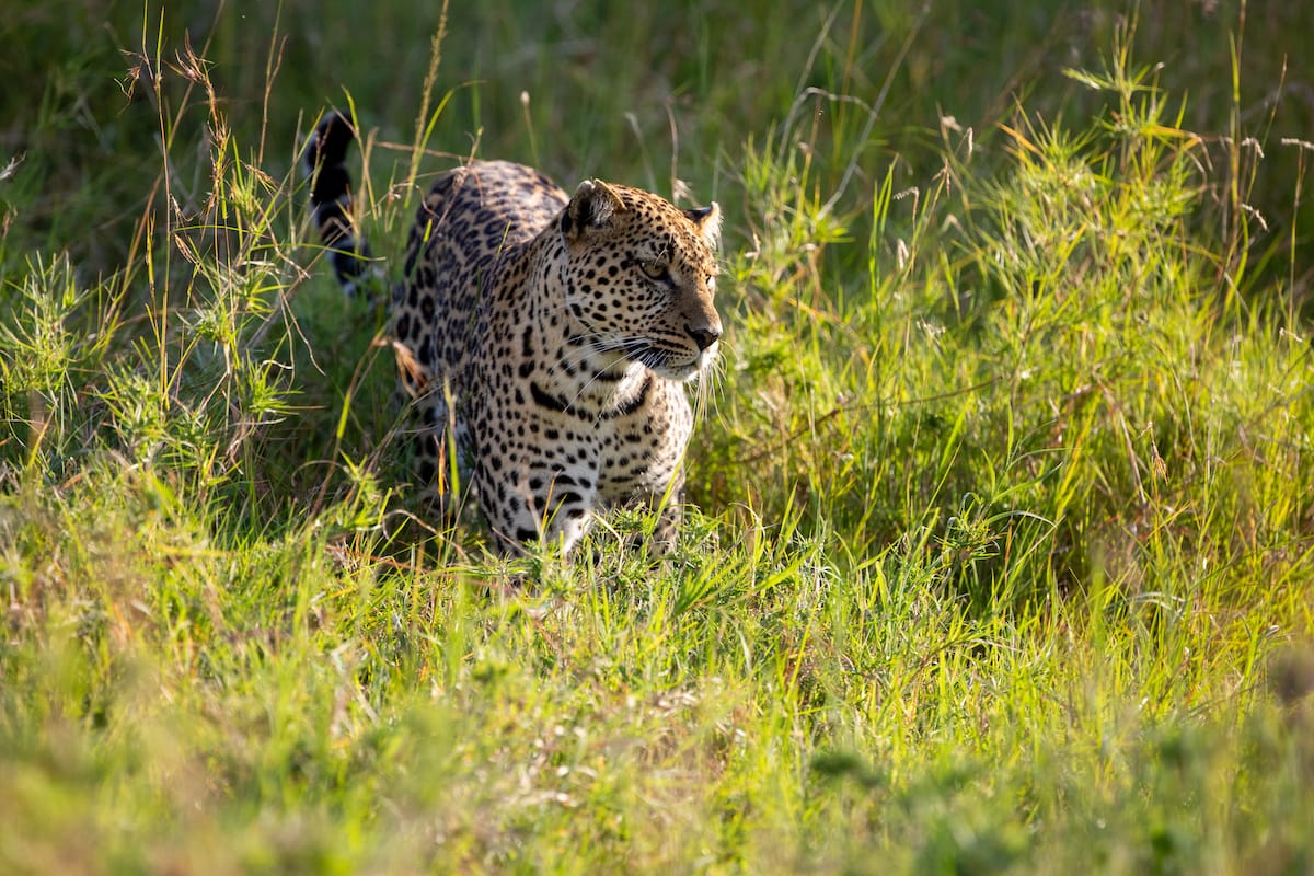 KENYA — Paul Brower