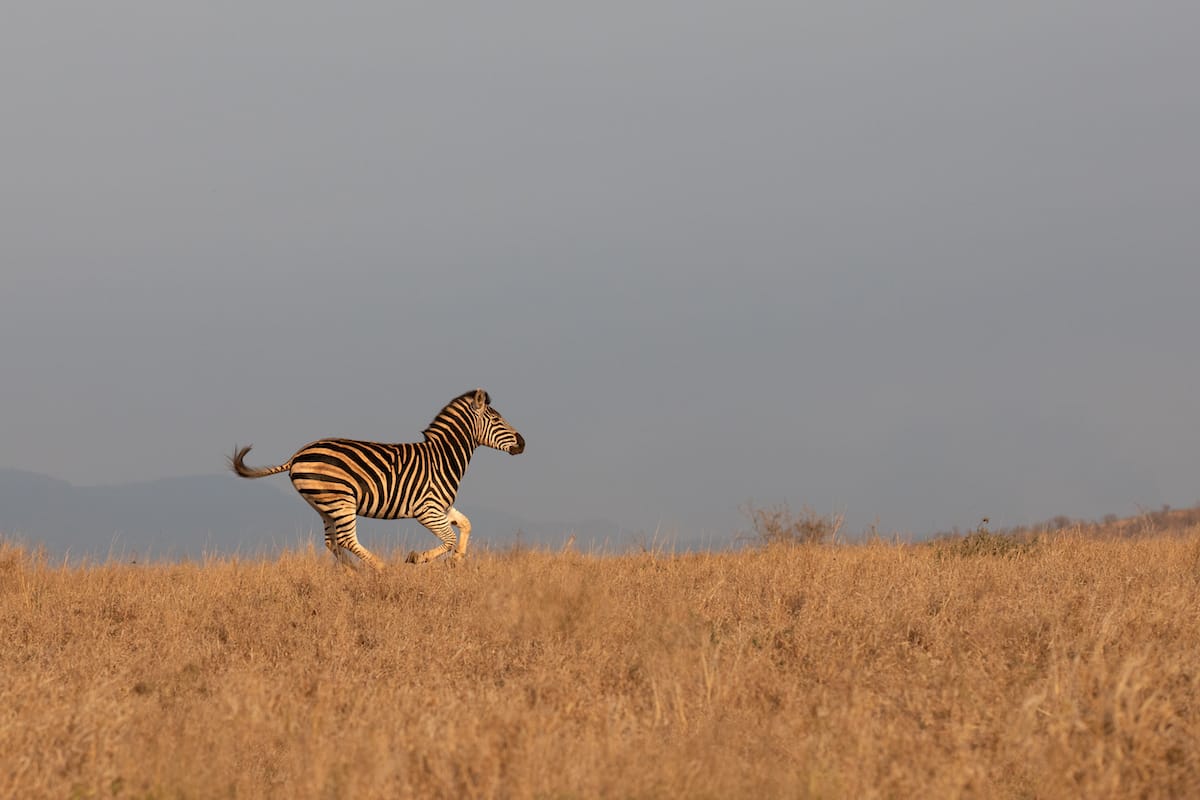 SOUTH AFRICA — Paul Brower