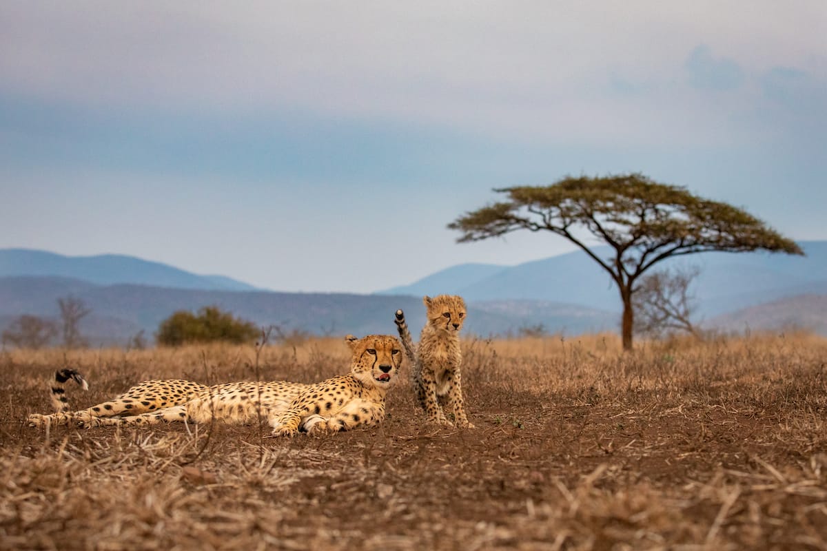 SOUTH AFRICA — Paul Brower