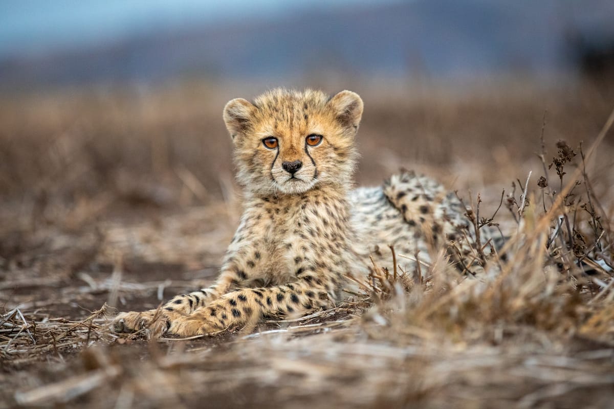 SOUTH AFRICA — Paul Brower