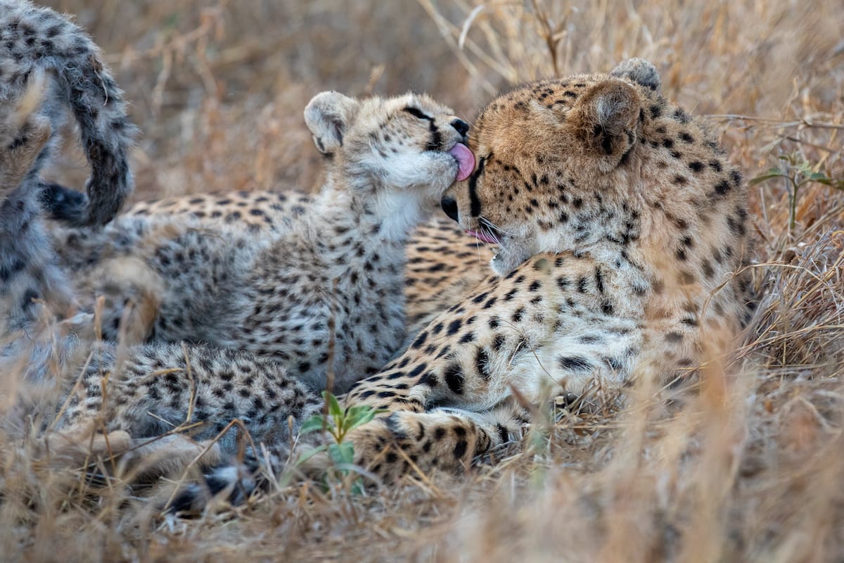 SOUTH AFRICA — Paul Brower
