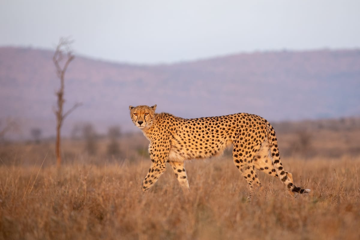 SOUTH AFRICA — Paul Brower