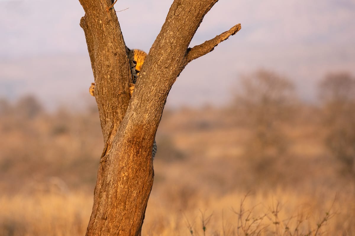 SOUTH AFRICA — Paul Brower