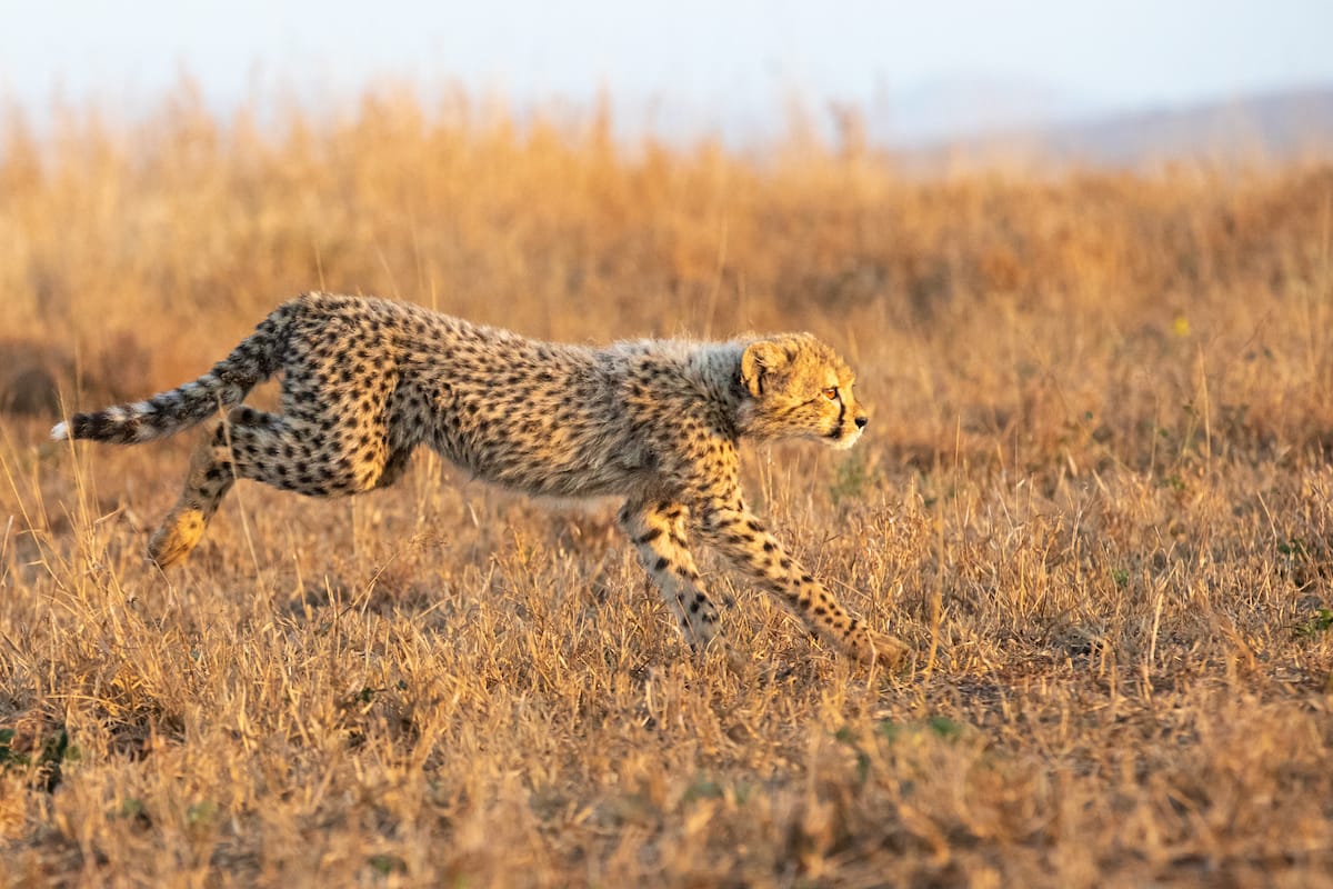 SOUTH AFRICA — Paul Brower