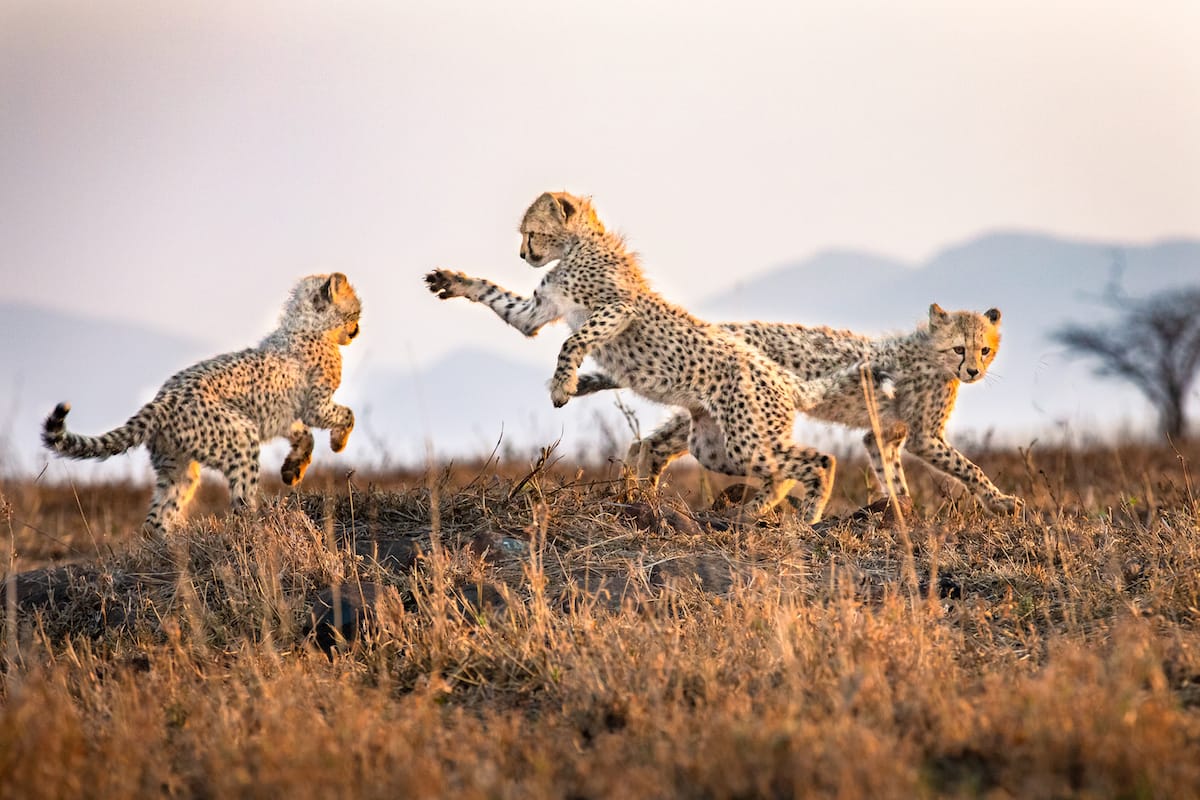 SOUTH AFRICA — Paul Brower