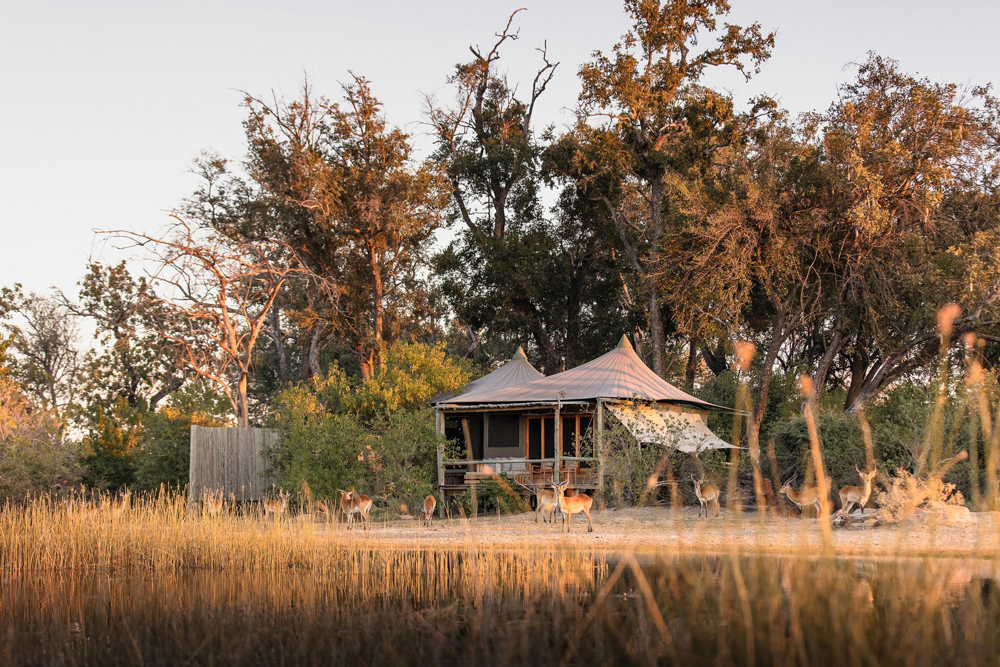 Kruger or Botswana: How to choose
