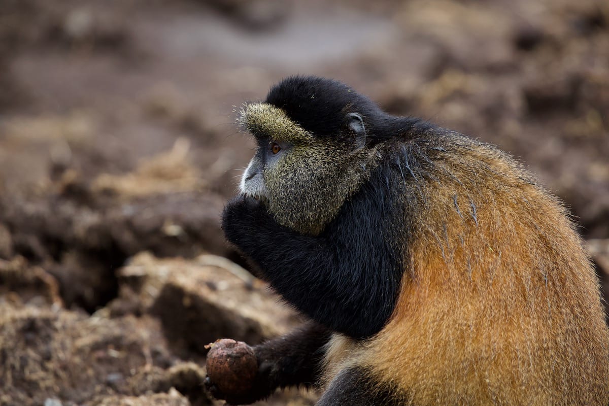 RWANDA