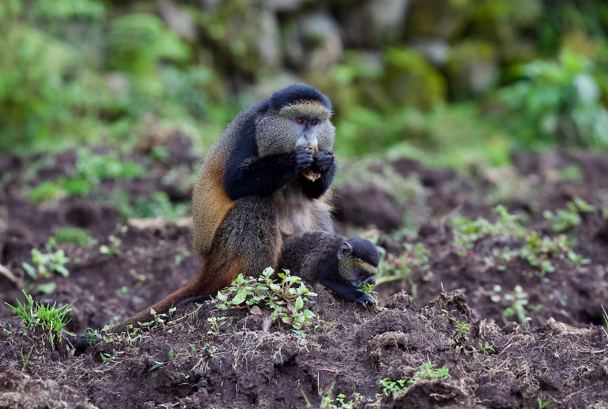 RWANDA