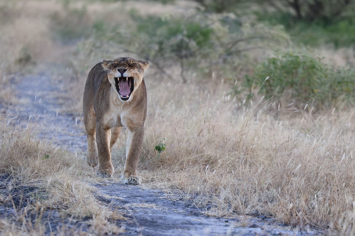 TANZANIA