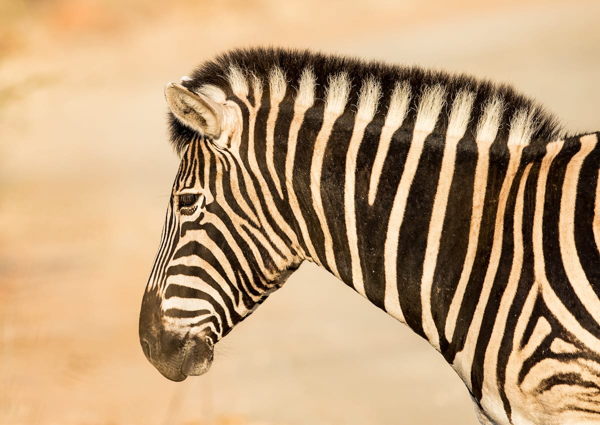 SOUTH AFRICA
