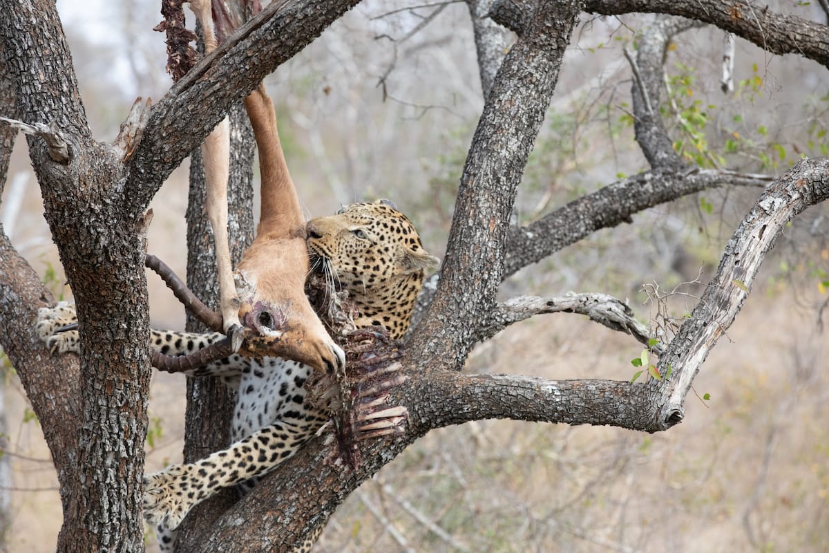 SOUTH AFRICA — Paul Brower