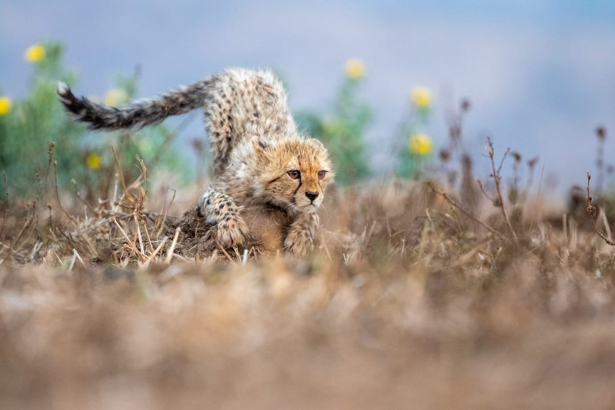 SOUTH AFRICA — Paul Brower