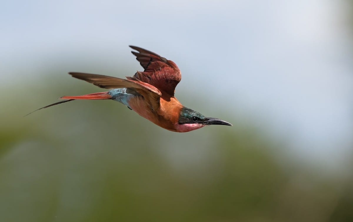 BOTSWANA — Errol Bellon & Jennifer Bellon