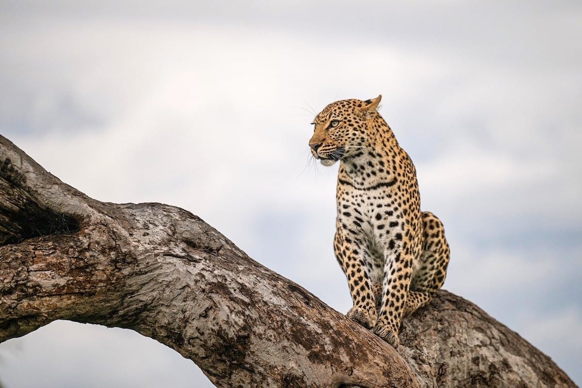 BOTSWANA — Errol Bellon & Jennifer Bellon