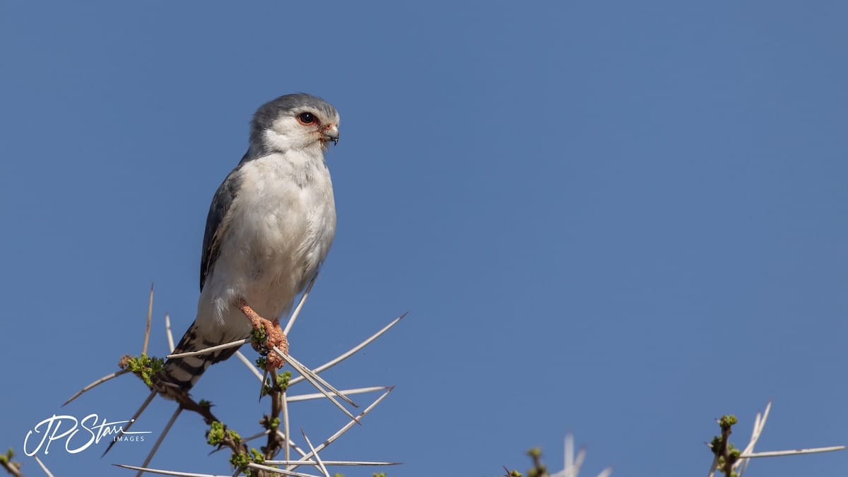 KENYA — John Starr