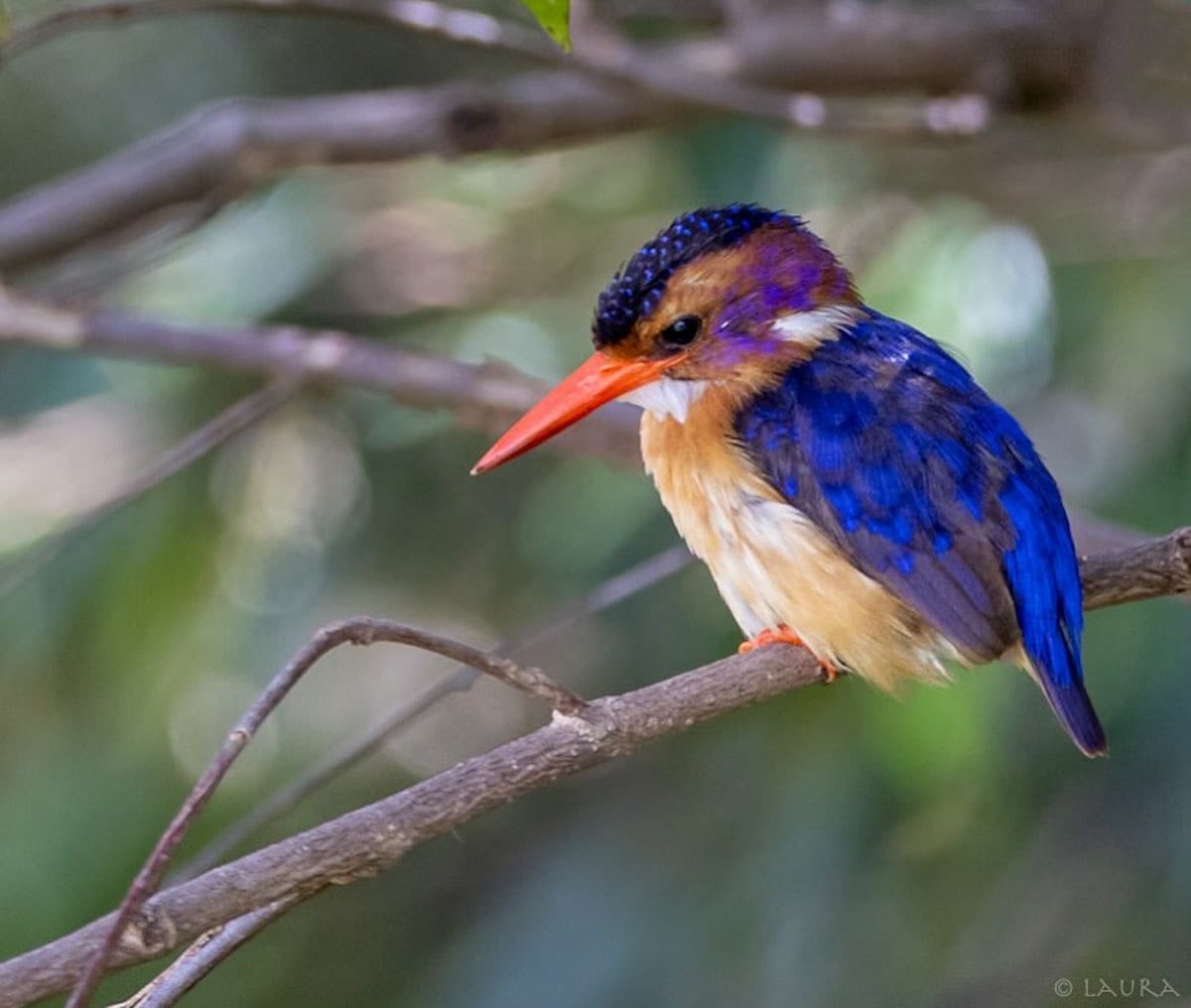 KENYA — Laura Fisher
