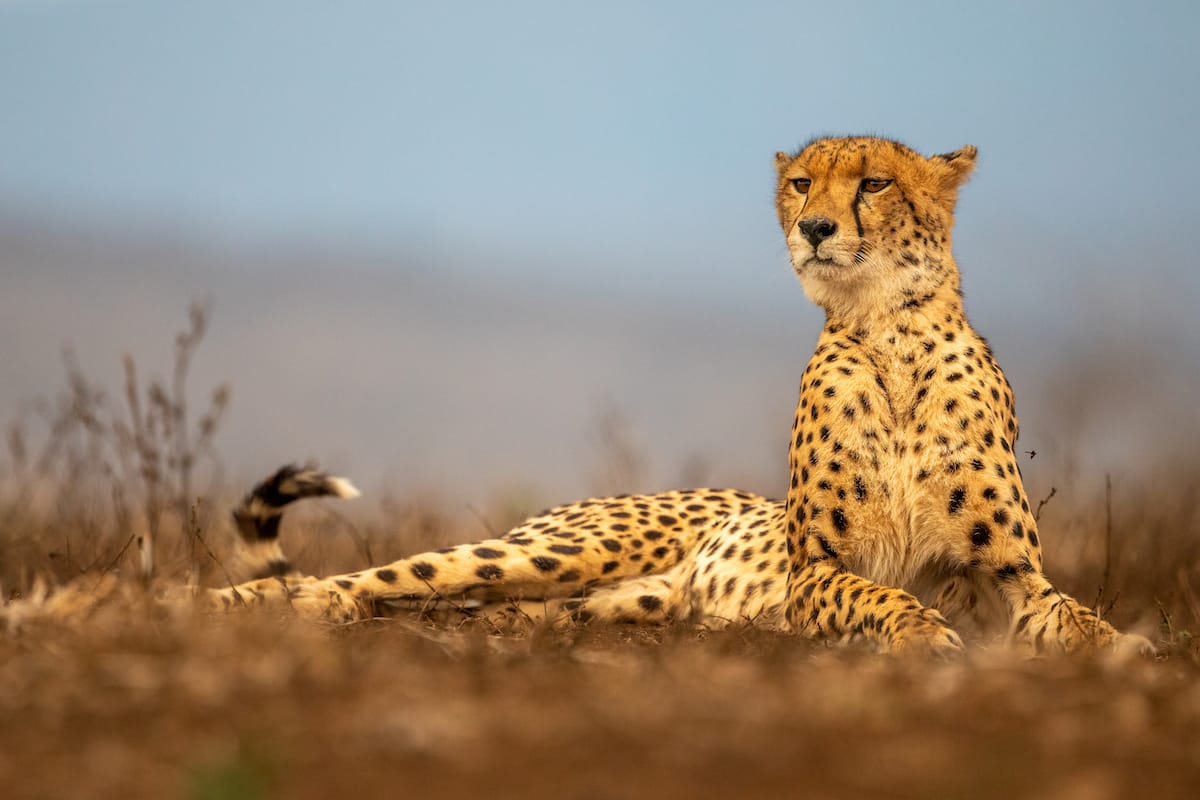 SOUTH AFRICA — Paul Brower