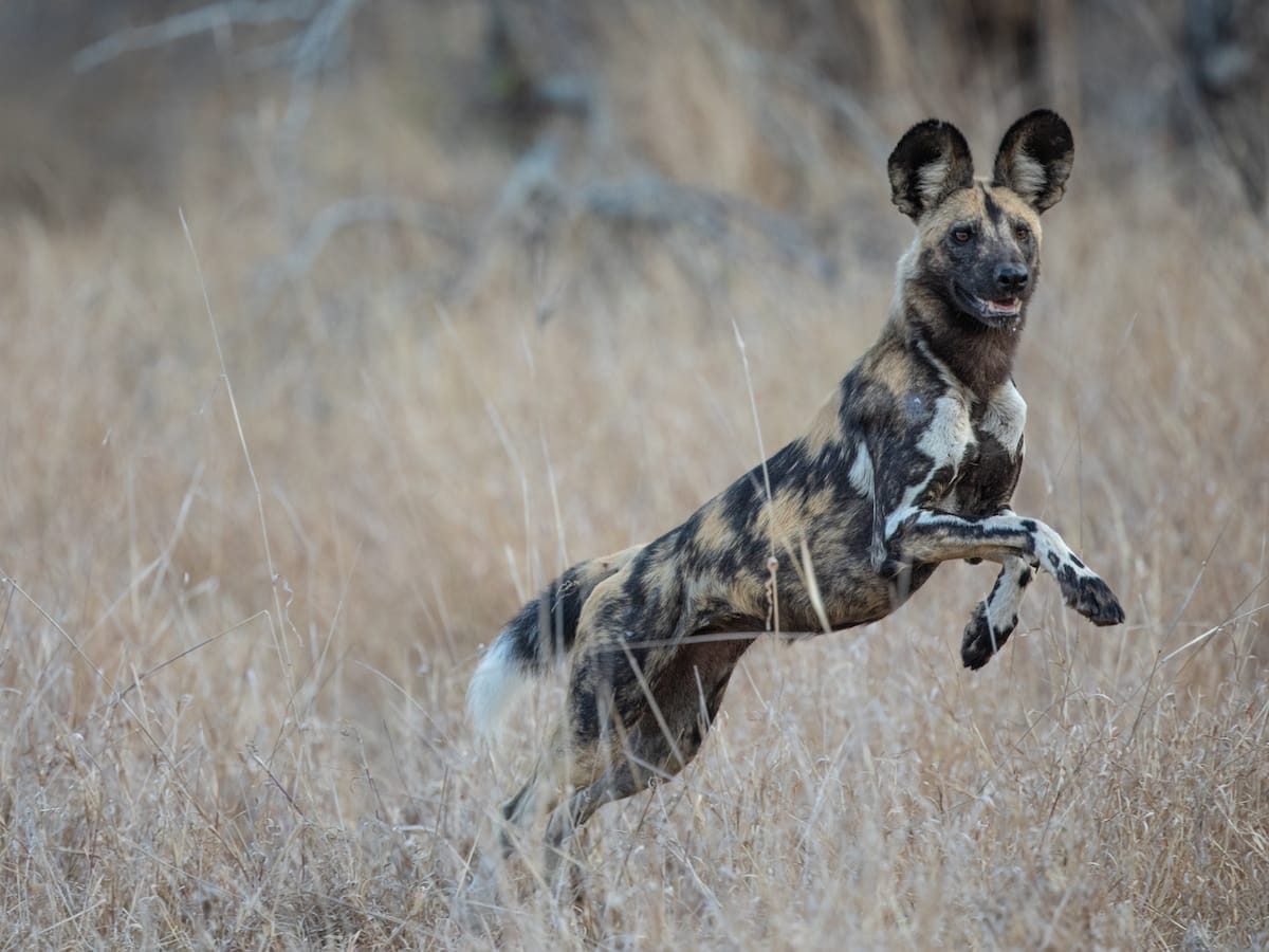SOUTH AFRICA — Paul Brower