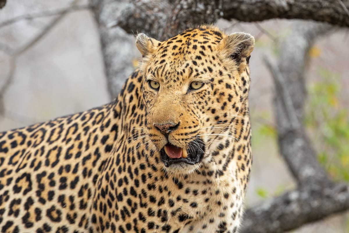 SOUTH AFRICA — Paul Brower