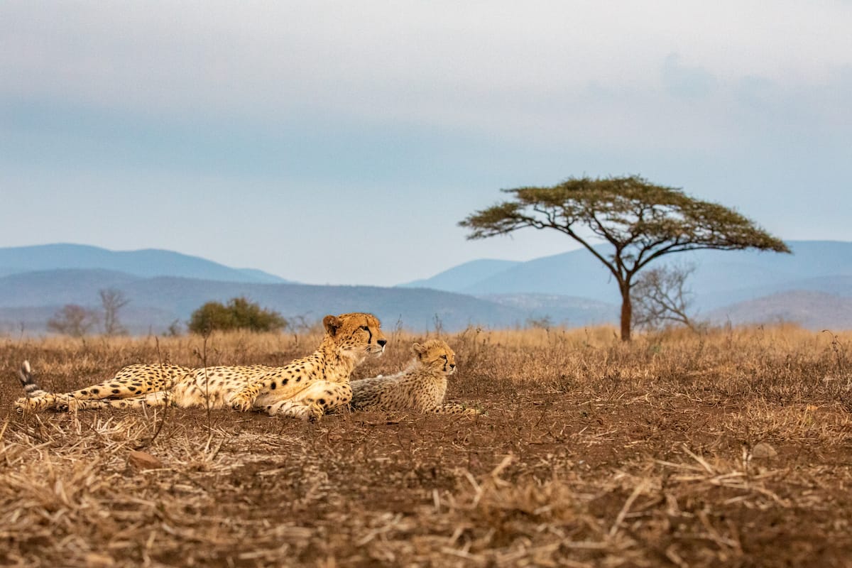SOUTH AFRICA — Paul Brower