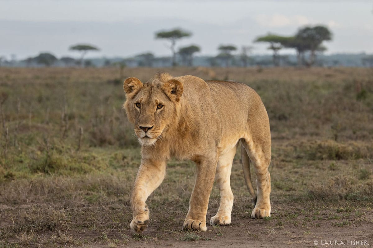 KENYA — Laura Fisher