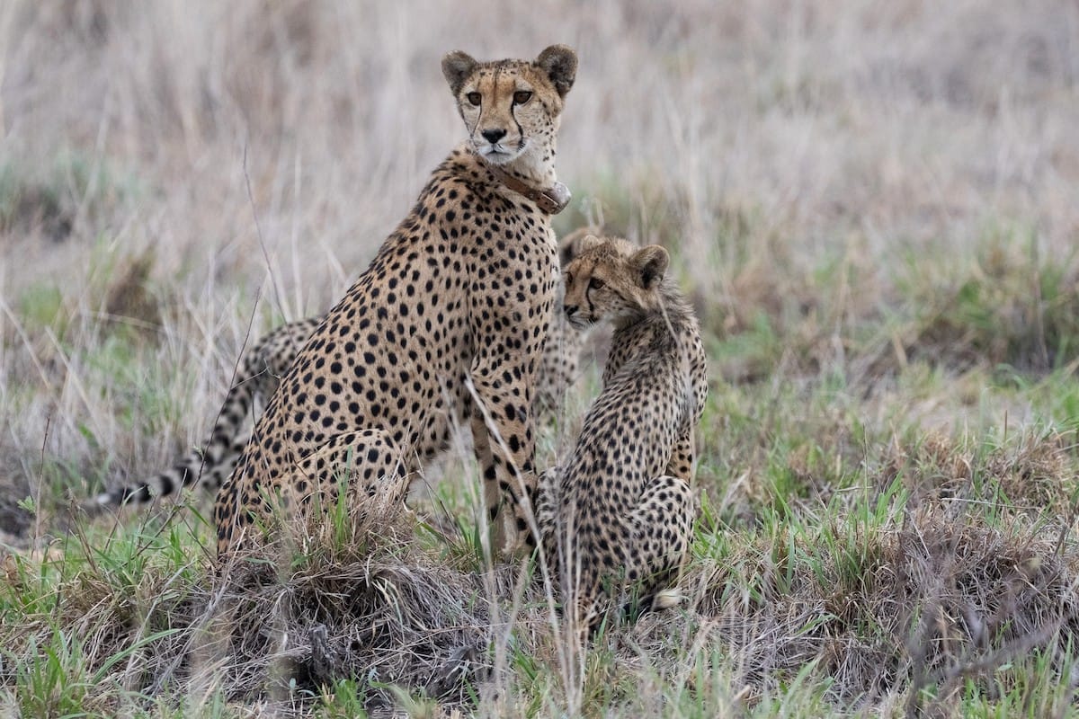 SOUTH AFRICA