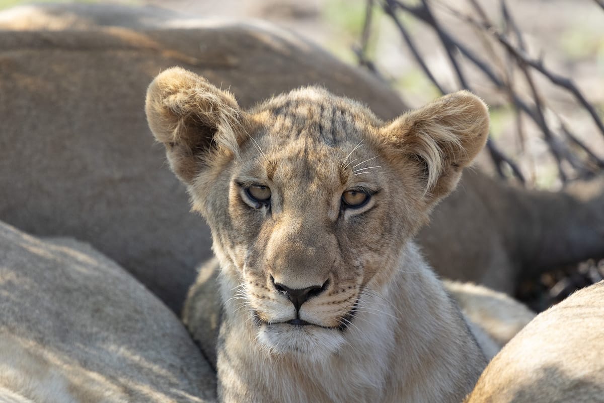 SOUTH AFRICA