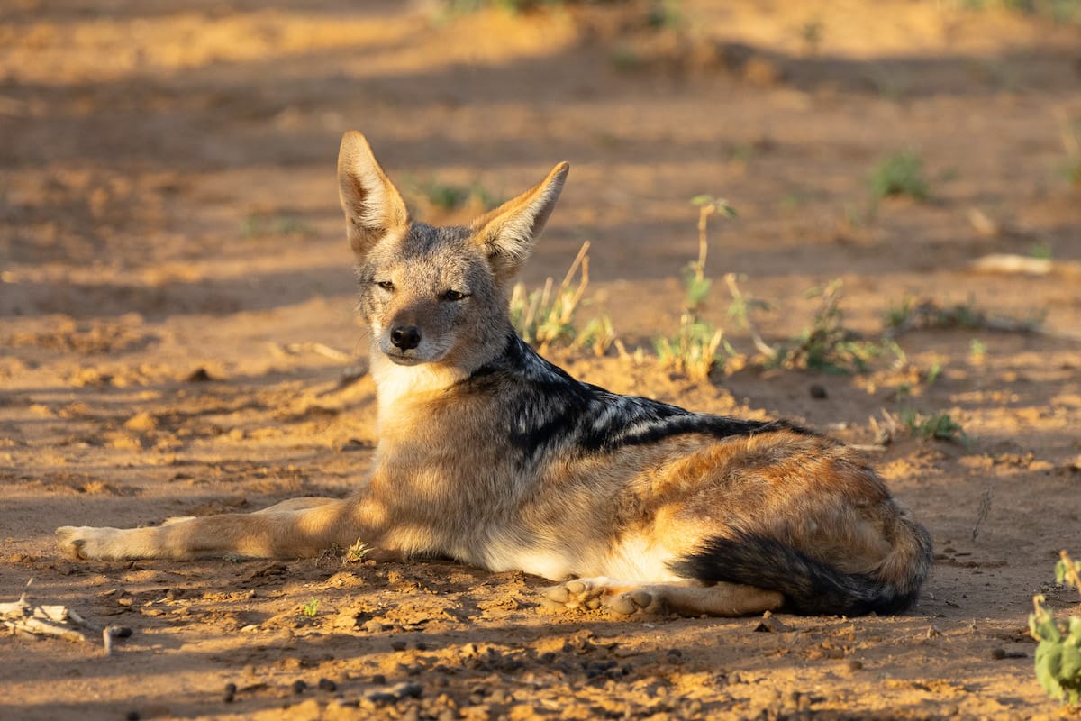 SOUTH AFRICA