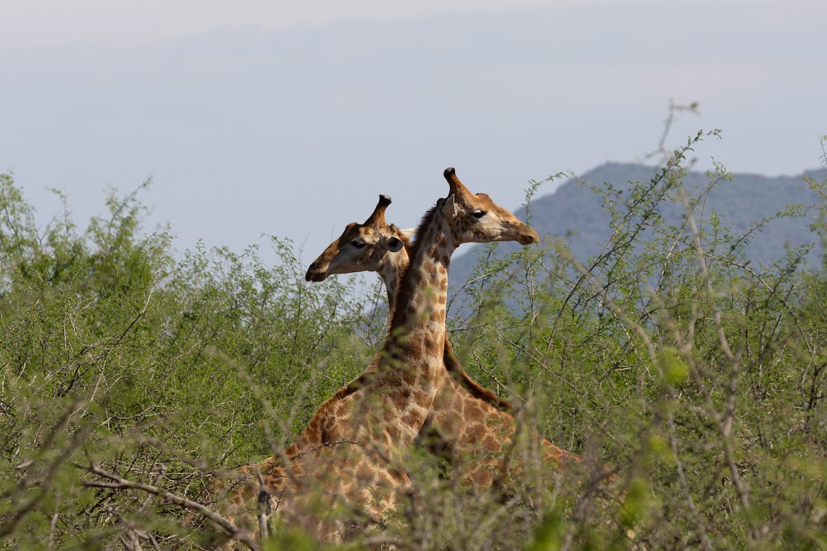 SOUTH AFRICA