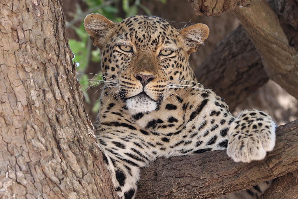 CAPE TOWN AND ZAMBIA HIGHLIGHTS