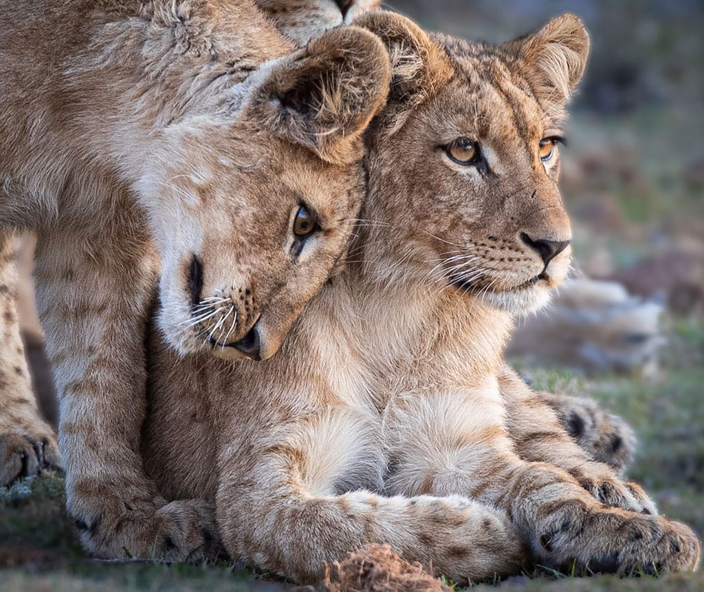 CAPE TOWN AND ZAMBIA HIGHLIGHTS