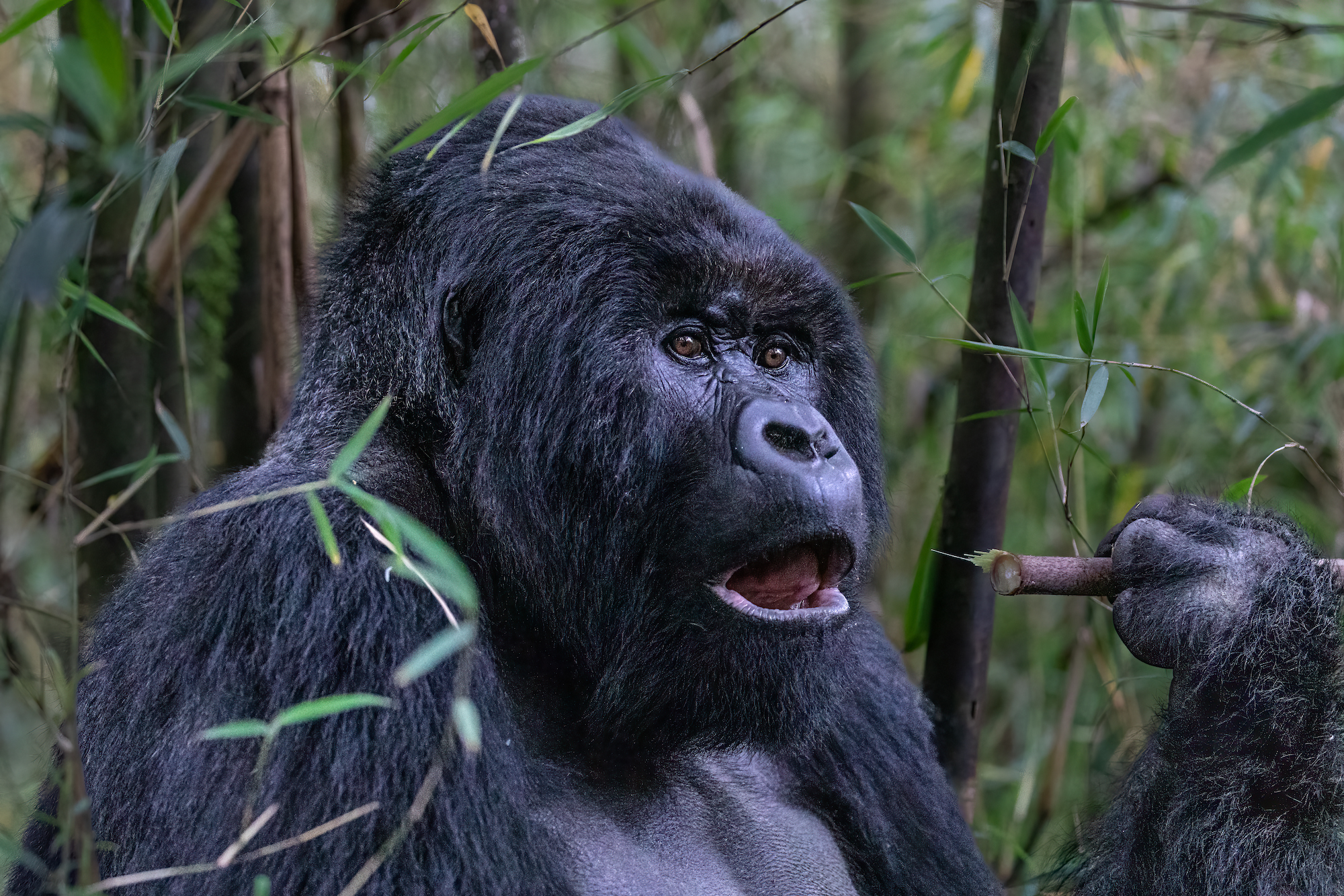 Gorilla Safari