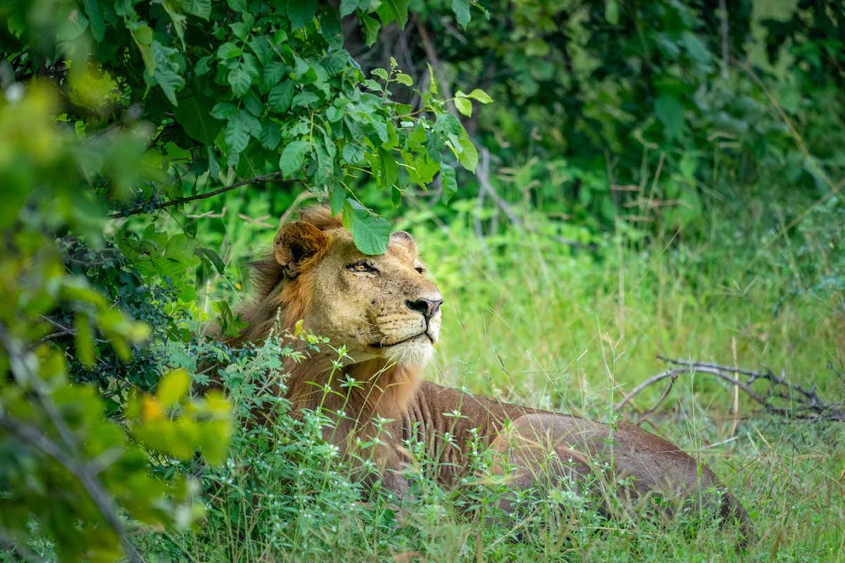 Green season at Chinzombo in South Luangwa