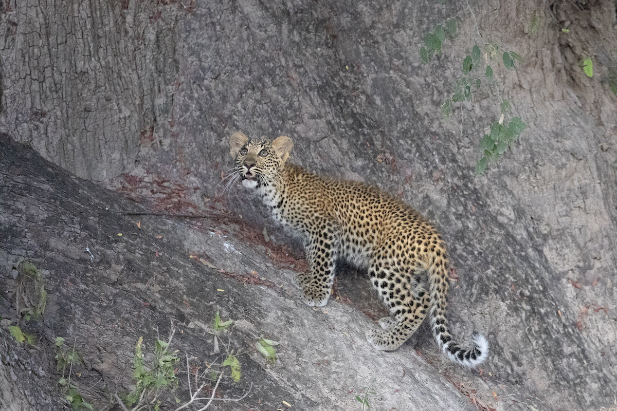 WHY THESE ARE THE TOP 3 PLACES TO SEE LEOPARD