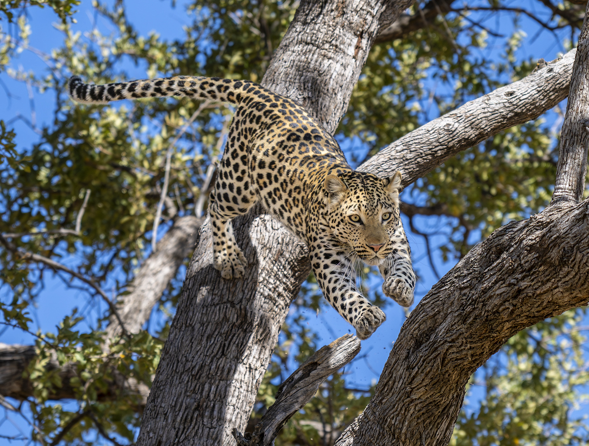 Country: Botswana