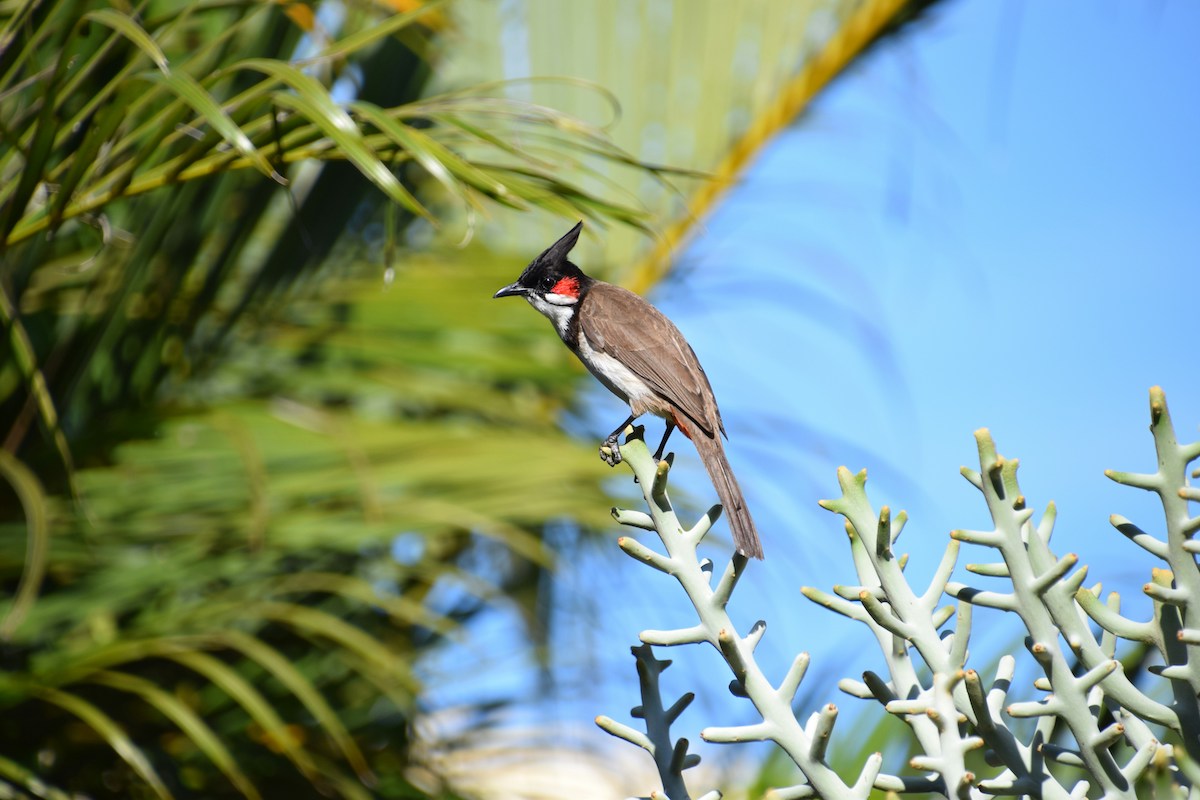 Mauritius