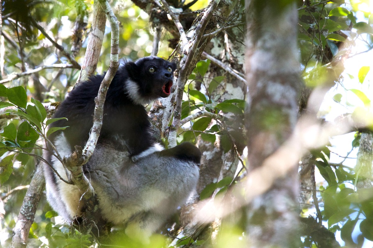 Andasibe-Mantadia National Park