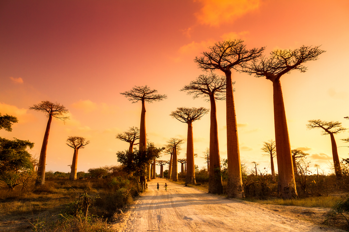 Avenue Of The Baobabs