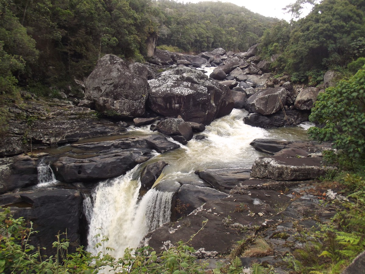 Ranomafana National Park